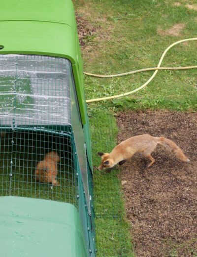 Des poulaillers résistants face aux attaques de renards ? - Omlet Blog  France