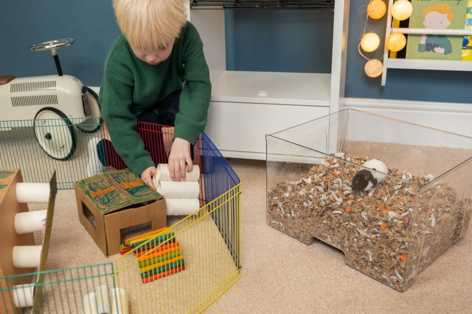 Garçon qui joue avec son hamster dans le bac à litière de la cage pour hamsters Qute d’Omlet  