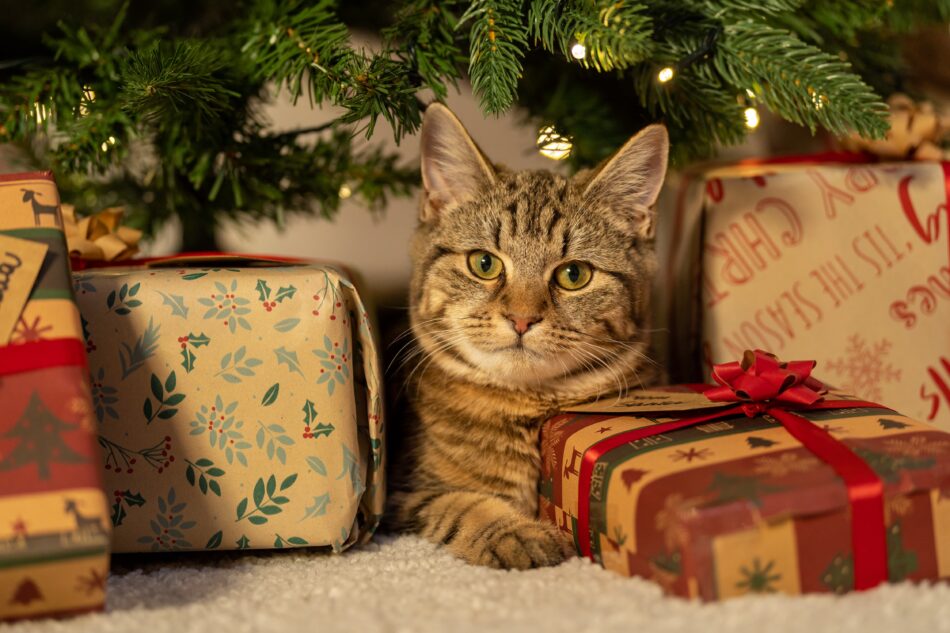 Chat près d’un sapin de Noël entouré de cadeaux de Noël