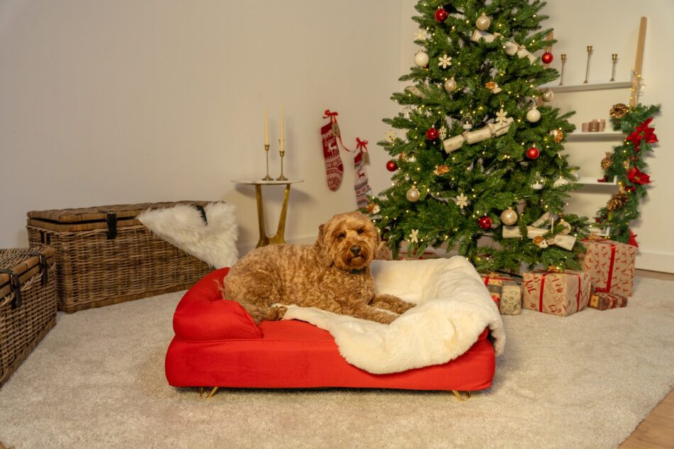 Chien couché sur un panier pour chien Bolster d’Omlet rouge cerise près d’un sapin de Noël