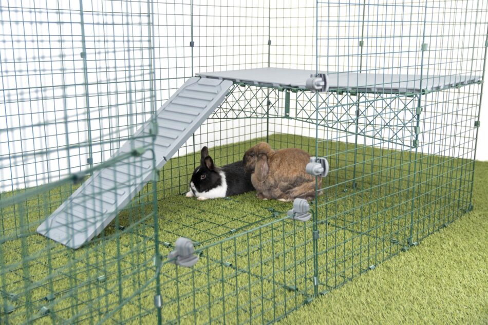 Deux lapins qui jouent sous les plateformes pour enclos pour lapins Zippi d’Omlet
