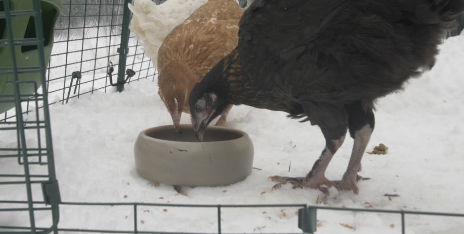 Deux poules marrons qui mangent dans la même gamelle dehors dans la neige