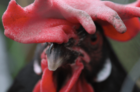 Gros plan sur le visage d’une poule noire et rouge