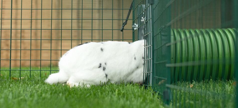 Lapin blanc qui entre dans le système de tunnels pour lapins Zippi