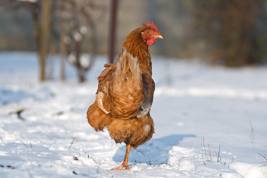 Une poule marron debout sur une jambe dans la neige