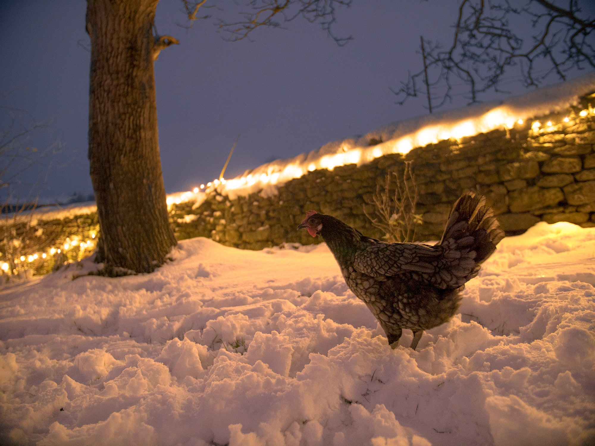 Poules-dehors-dans-la-neige-avec-des-guirlandes-lumineuses