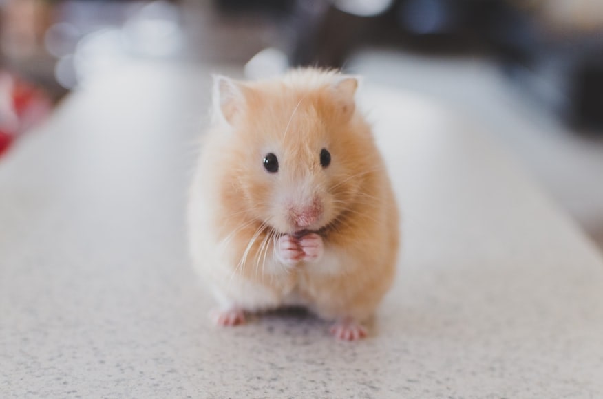 Un hamster qui se tient sur ses pattes arrière