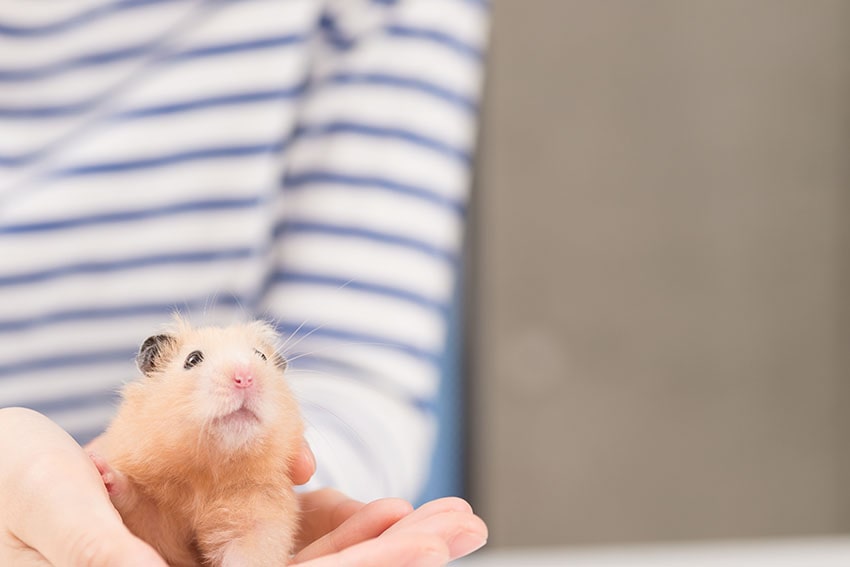 Un hamster tout mignon dans les mains de quelqu’un
