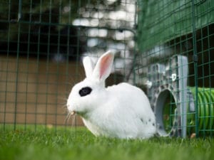 Un lapin blanc avec des tâches noires assis dans l’herbe 2