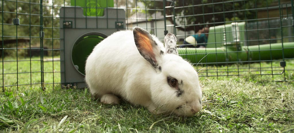 Un lapin blanc avec des tâches noires assis dans l’herbe