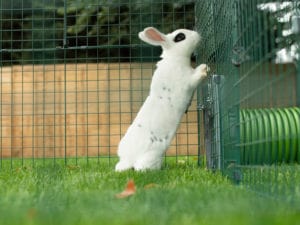 Un lapin blanc avec des tâches noires debout sur ses pattes arrière dans l’herbe