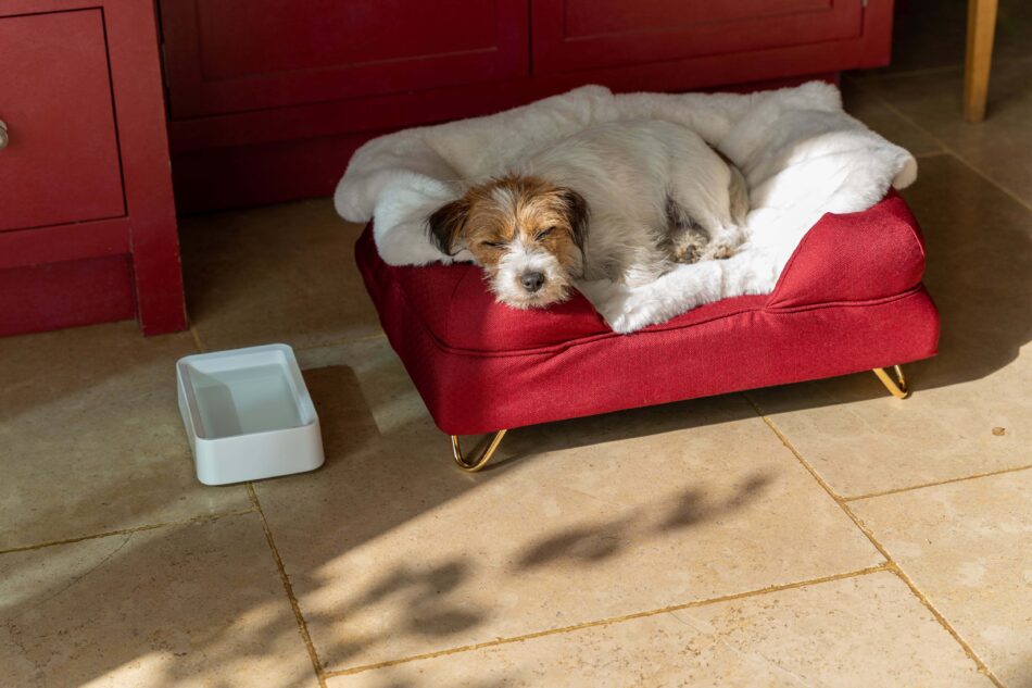 Chien endormi sur une couverture en fausse peau de mouton Omlet à côté d’une gamelle de nourriture pour chien Omlet