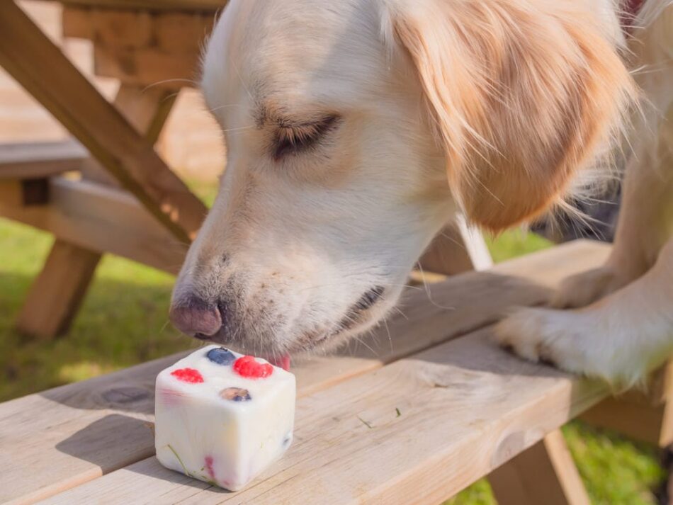 Labrador qui mange une friandise glacée aux fruits pour chiens pendant un pique-nique