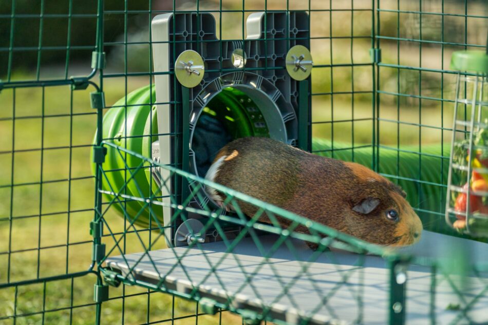 Offrez plus d’espace à vos lapins et cochons d’Inde – cochon d’Inde qui se déplace dans le système de tunnels Zippi