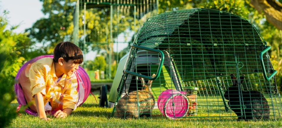Offrez plus d’espace à vos lapins et cochons d’Inde – garçon qui regarde ses lapins dans leur installation d’été d’Omlet