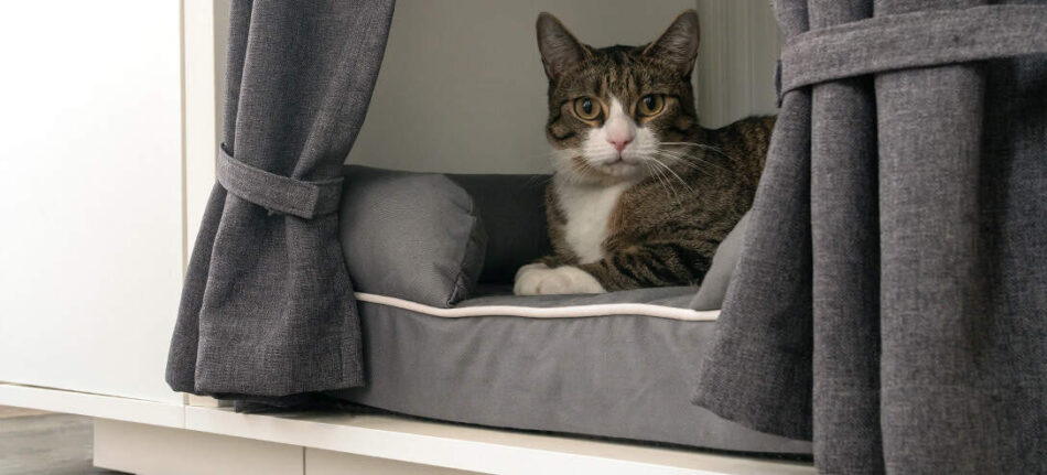 Chat qui se repose sur son panier dans sa niche de luxe Maya Nook avec armoire