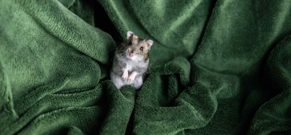 Hamster debout sur une couverture verte