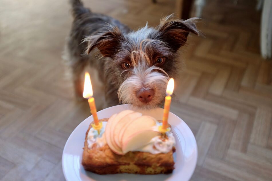Chien marron qui regarde un gâteau d’anniversaire lors d’une fête d’anniversaire pour chiens