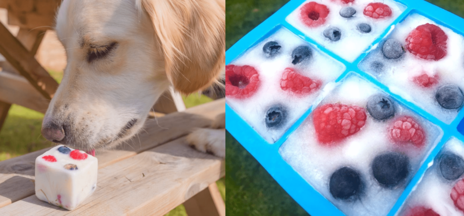 Labrador qui mange un yaourt glacé aux fruits pour chiens