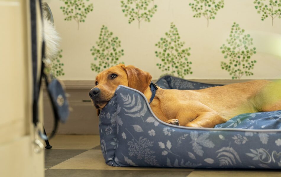 Labrador qui se repose sur le Nid douillet pour chien d’Omlet en imprimé Forest Fall Grey