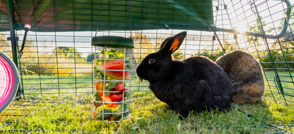 Lapins dans l’enclos du clapier Eglu Go en train de manger dans le distributeur de nourriture Caddi