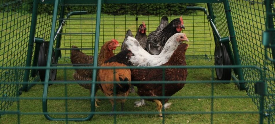 Différents types de poules dans le poulailler et l’enclos Eglu Cube.