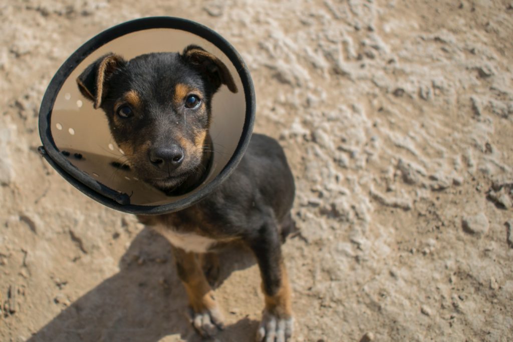 Trousse de secours pour chien : les 8 indispensables