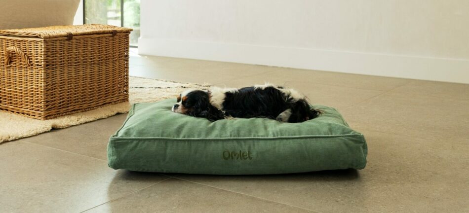Chien épagneul allongé sur un coussin pour chien Omlet en imprimé Corduroy Moss