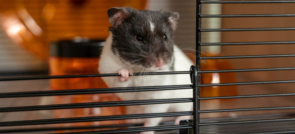 Hamster avec une patte contre la cage pour hamster Qute d’Omlet