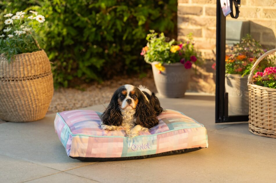 Épagneul dehors sur son coussin pour chien d’Omlet en imprimé Prism Kaleidoscope