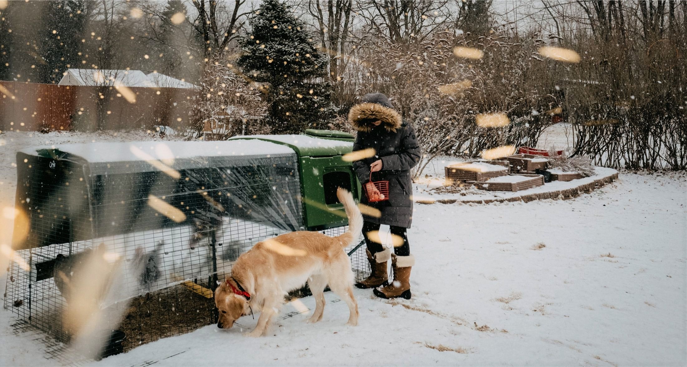 Une éleveuse de poules et son chien dehors dans la neige avec un poulailler Eglu
