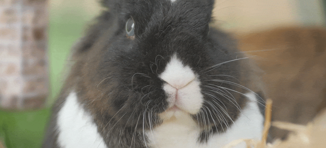 GIF d’un lapin qui remue le nez