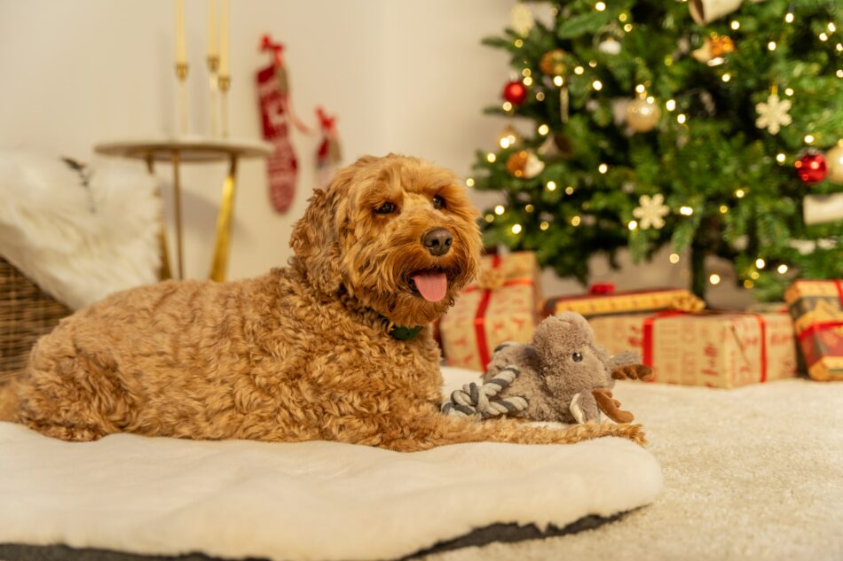 Cockapoo près d’un sapin de Noël, assis sur la luxueuse couverture pour chien en fausse peau de mouton d’Omlet  