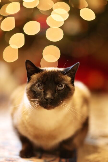 Un chat noir et blanc accroupi avec un fond de lumières festives