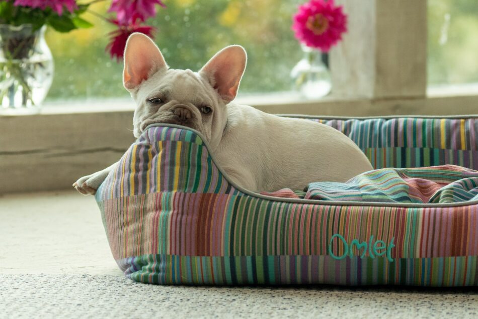 Bouledogue français couché sur la niche pour chien Omlet, imprimé Pawsteps Electric
