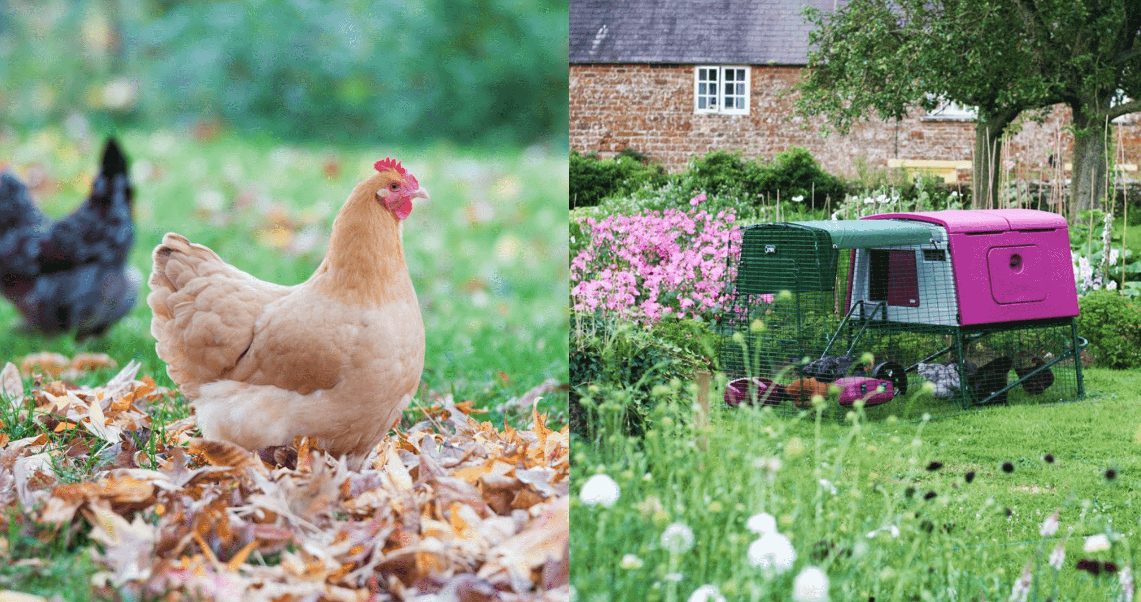 Des poules dans leur jardin en automne et un poulailler Eglu Omlet