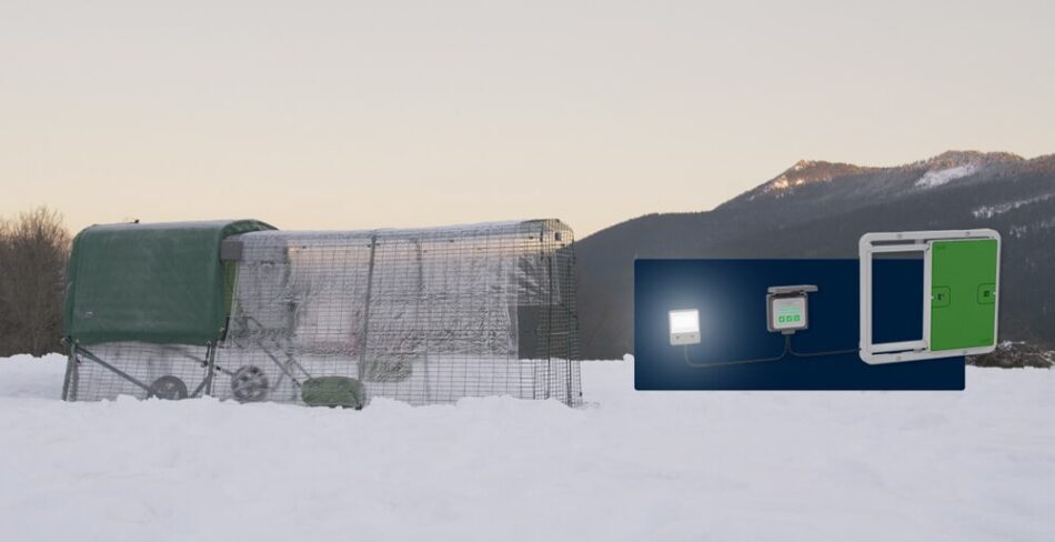 Poulailler Eglu Cube d’Omlet avec une Porte Automatique dans la neige