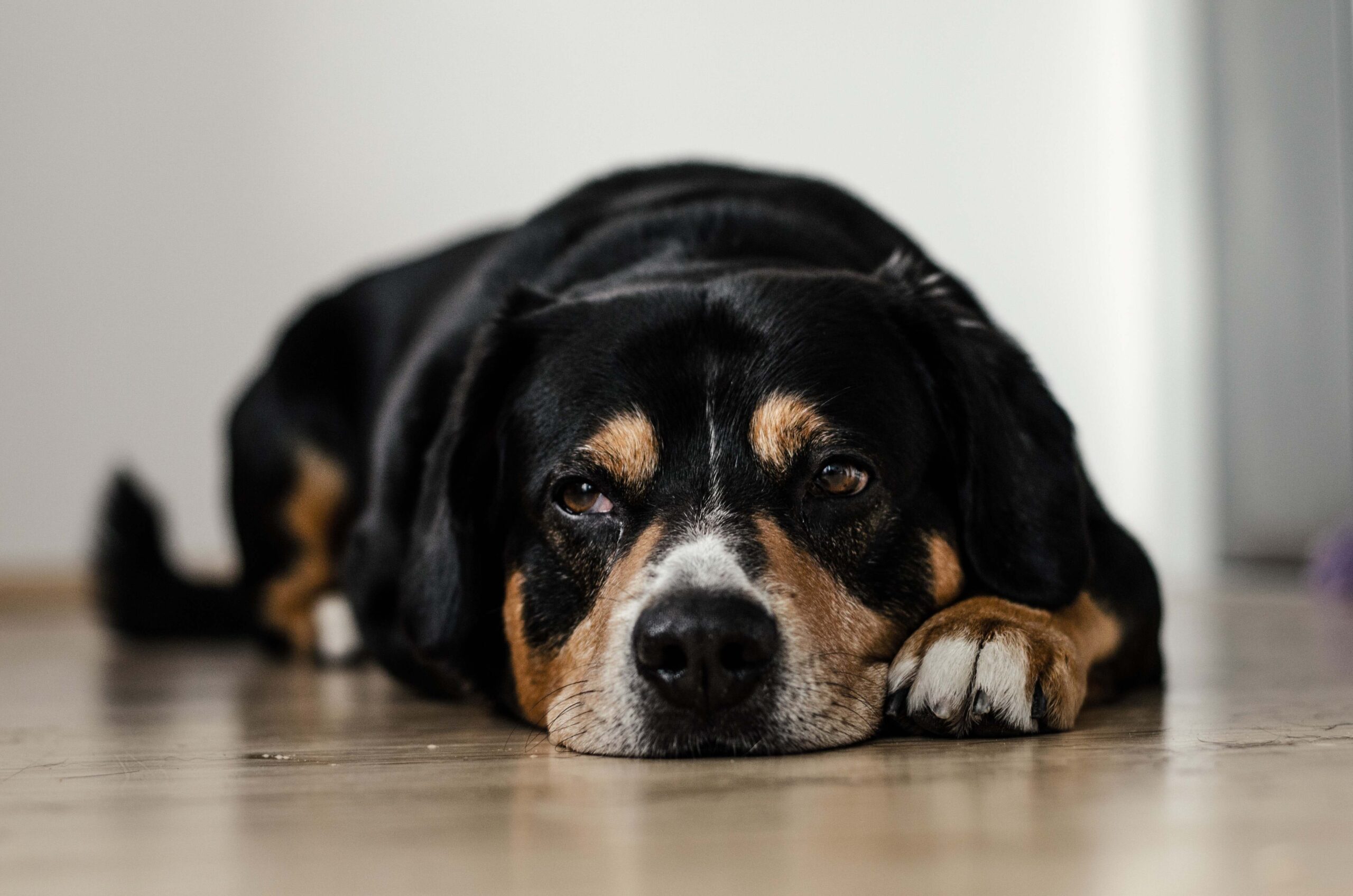 Un chien qui a l’air triste couché sur le sol