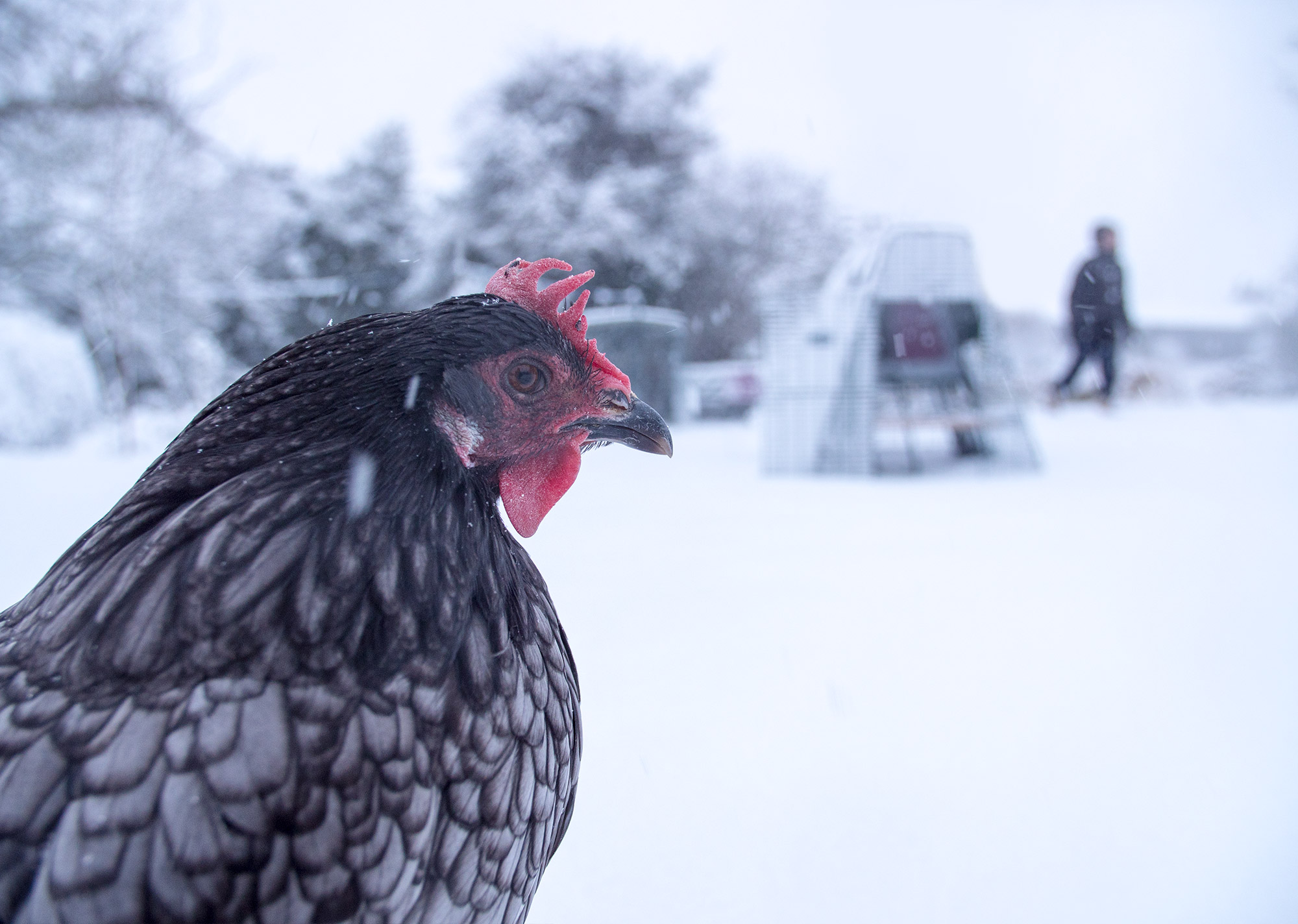 Un gros plan sur une poule grise avec le poulailler Eglu Go en arrière-plan dans la neige 2