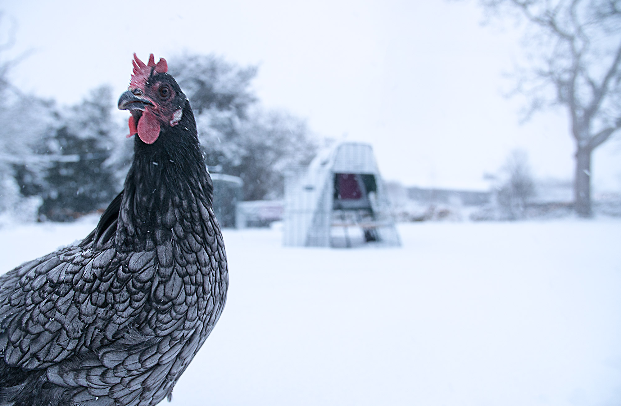 Un gros plan sur une poule grise avec le poulailler Eglu Go en arrière-plan dans la neige