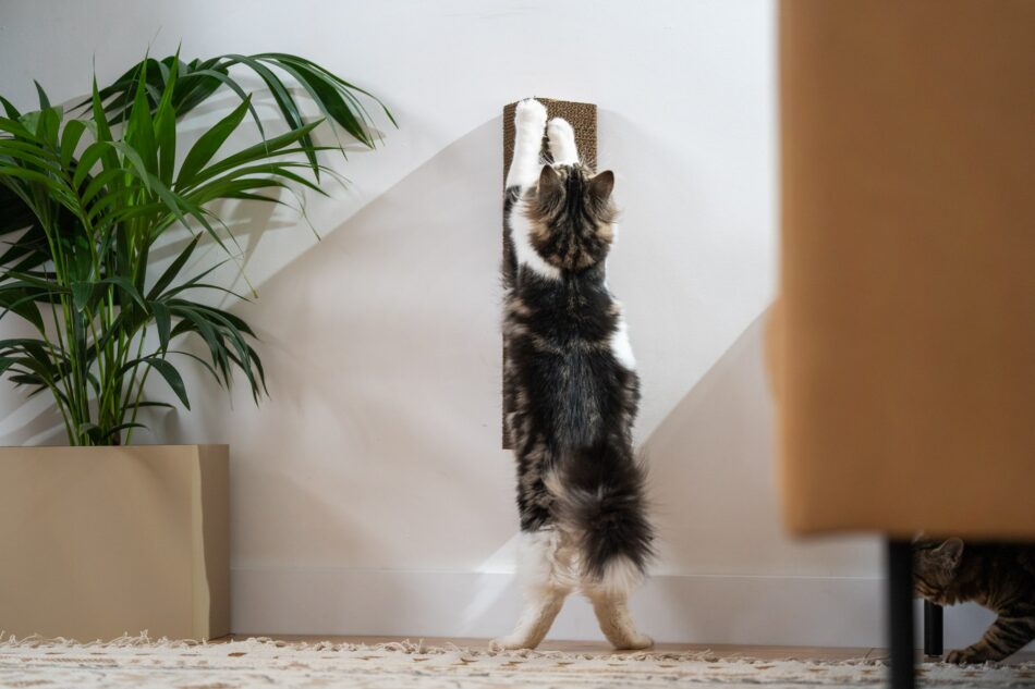 Chat qui utilise le griffoir mural pour chat Stak d’Omlet  