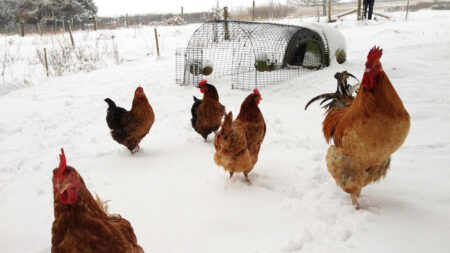 Des poules dehors dans la neige autour de leur poulailler Eglu Go