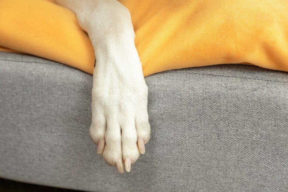 Gros plan sur les pattes d’un chien sur le panier pour chien Topology