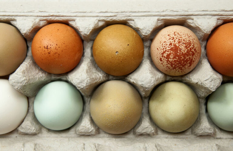 Pourquoi les poules pondent-elles des œufs de couleurs différentes