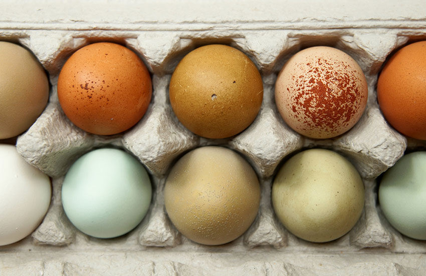 Œufs de poules multicolores dans une boîte à œufs
