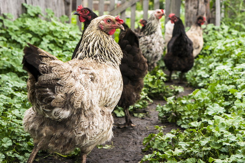 Pourquoi Mes Poules Perdent Leurs Plumes Et Ne Pondent Plus Pourquoi les poules picorent les plumes de leurs congénères et comment