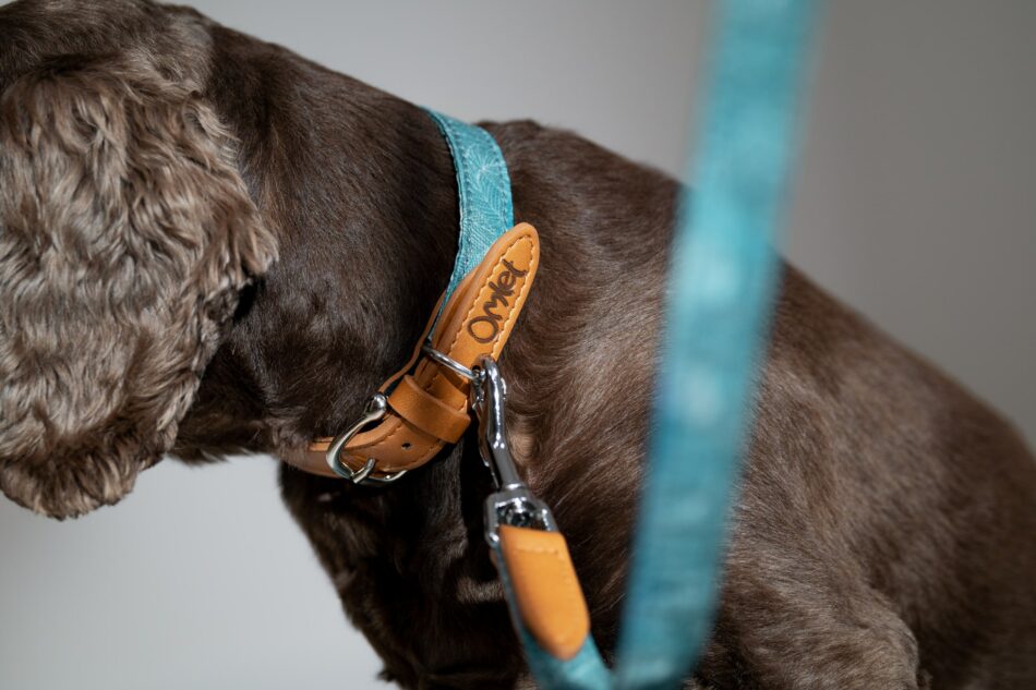 Chien qui porte le collier et la laisse de la collection Dog Walk d’Omlet en imprimé Nature Trail Teal