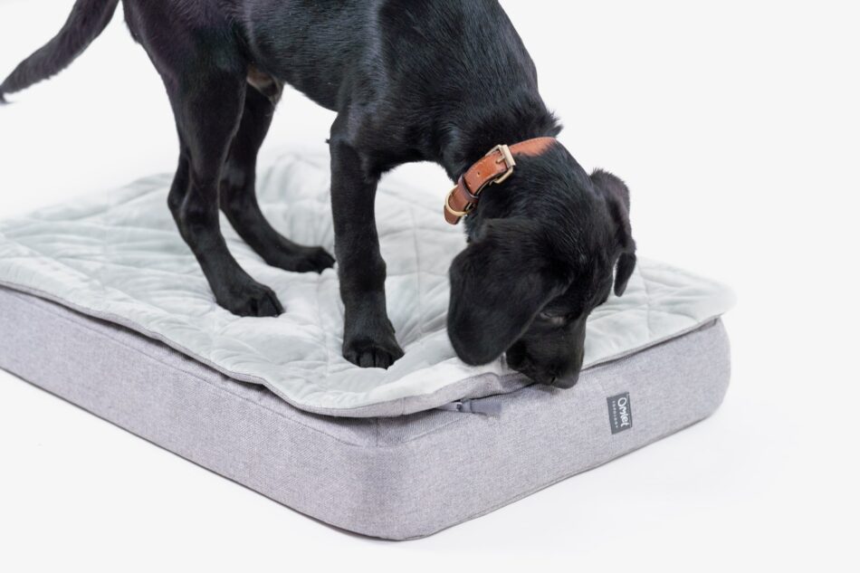 Chiot Labrador noir debout sur le panier pour chien Topology d’Omlet avec un surmatelas matelassé