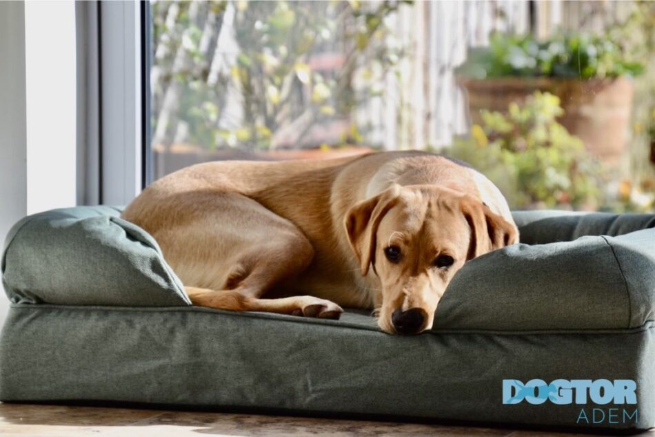 Labrador couché sur le panier pour chien Bolster d’Omlet – qui apprend l’ordre « au panier »
