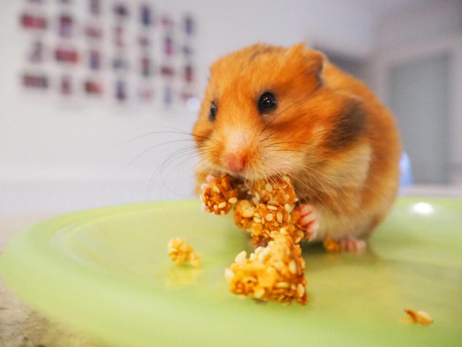 Hamster qui mange une friandise faite maison